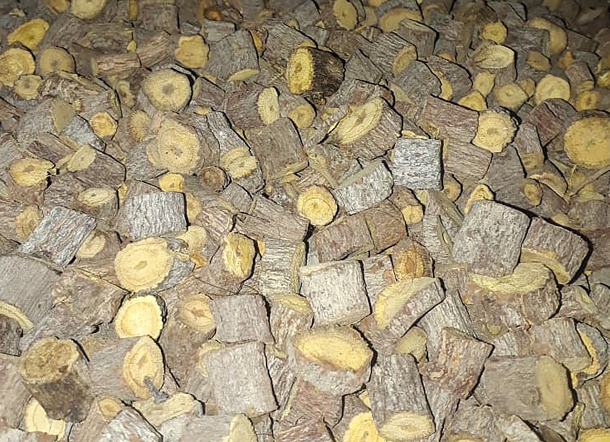 Qəpikvari biyan kökü